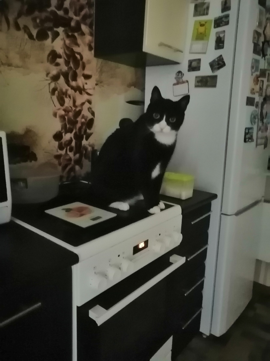 А вот и мой любимец для вашего настроения😊