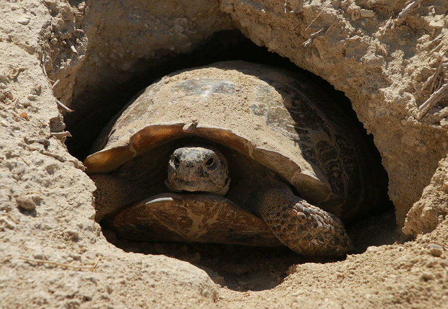 Как зимуют черепахи. Среднеазиатская Степная черепаха. Сухопутная черепаха в норе. Среднеазиатская черепаха ареал.