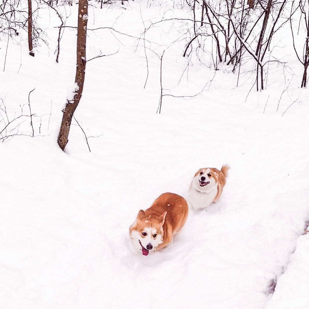 Бегут в загс))