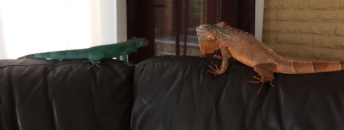 Игуана и  бородатый агама живут у дочери дома (фото из семейного архива)