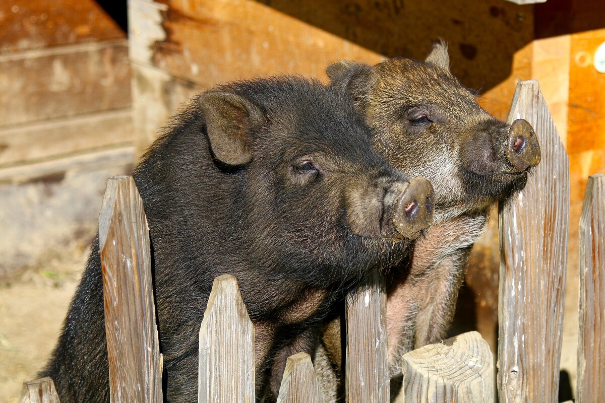 Могут ли домашние свиньи выжить в дикой природе? | В когтях у хищника | Дзен