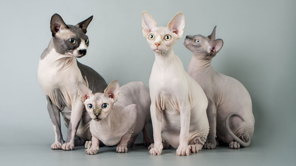 Порода кошек сфинкс