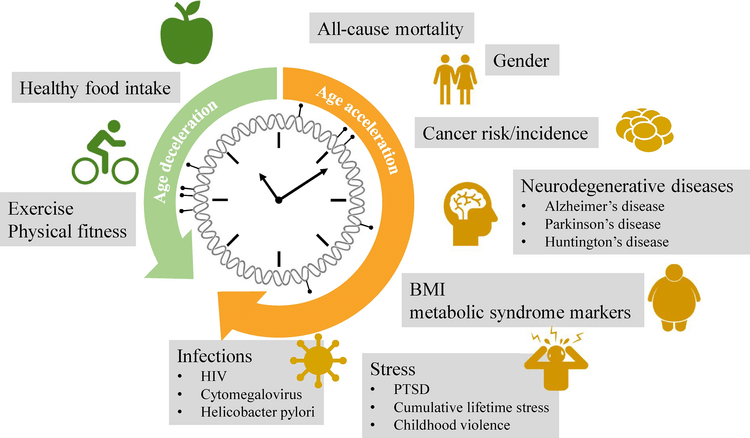 Эпигенетические часы показывают, что может ускорять или тормозить старение