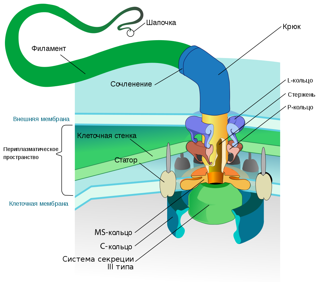 Схема строения бактериального жгутика