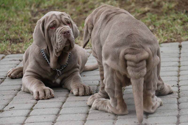 Из свободного доступа Интернета