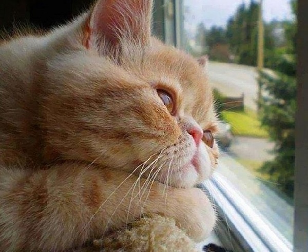 Кошка у окна ждет хозяина