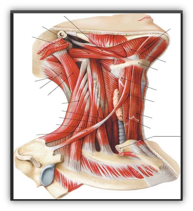 Средний слой мышц шеи
