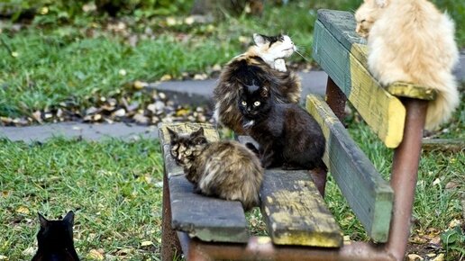 Бабушка кормила котов и собак во дворе. Но не всем это нравилось