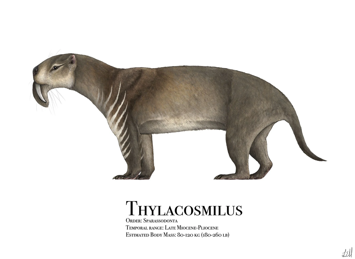 Культовый зверь. Тилакосмил сумчатый Саблезубый. Thylacosmilus (Thylacosmilus Riggs, 1933). Thylacosmilus Atrox. Сумчатый тигр тилакосмилус.