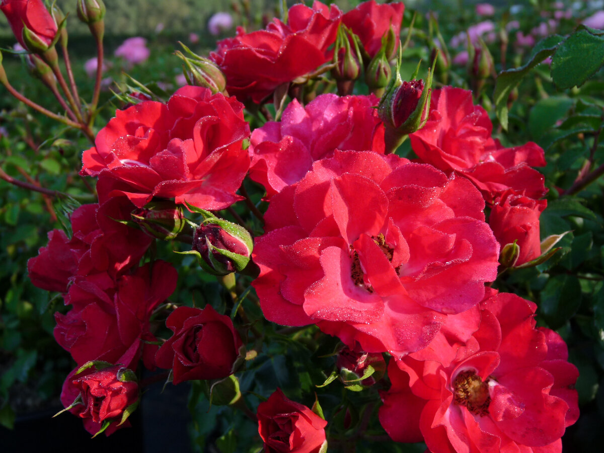 Gartnerfreude, Kordes Германия, 1999, Шрабы - Два одинаковых вазона с двух сторон у входа в беседку. Фото заимствовано из интернета. С благодарностью!