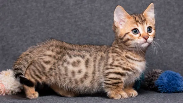 Манчкин. Тра-та-та. Разве я не милота. Pinterest.ru