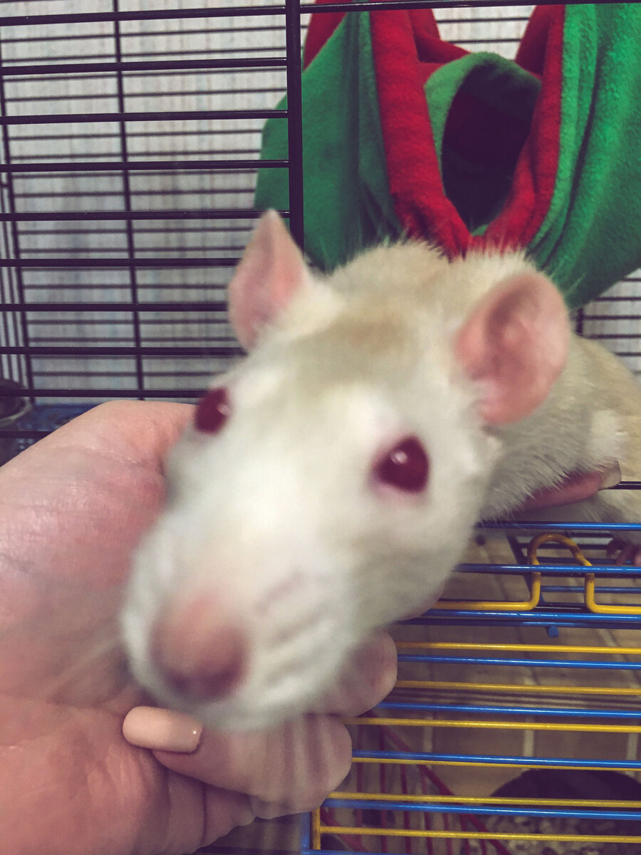 Наша Люсиндра или просто Люська)