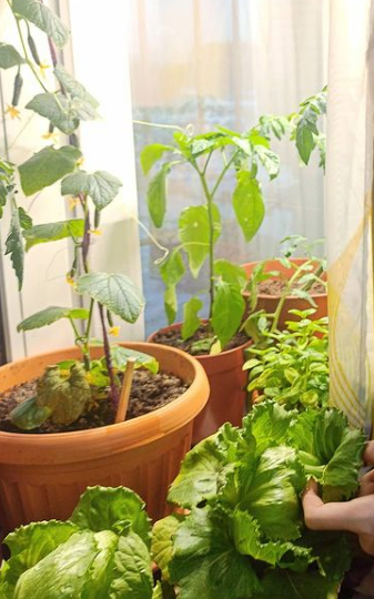 Какой сорт салата лучше посадить на подоконнике