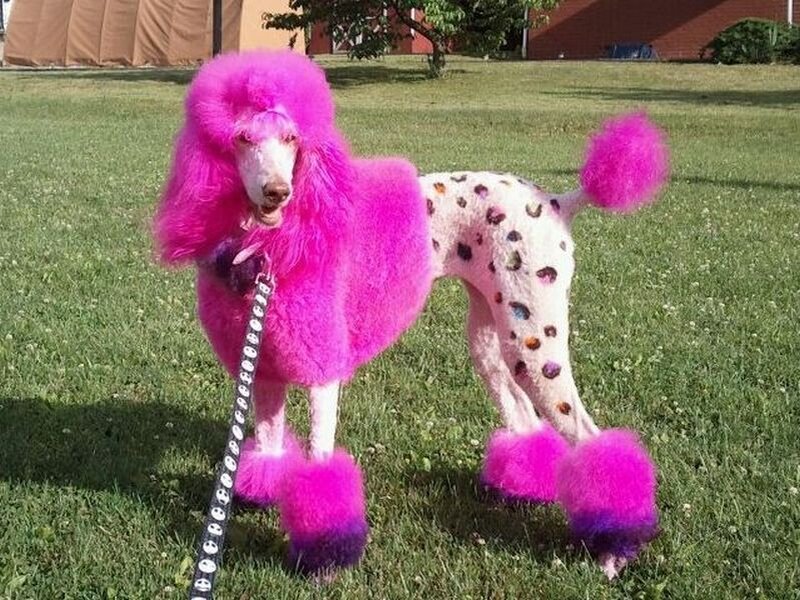 Про розовых собак. Королевский пудель розовый. Разноцветные Пудели. Розовая собака. Пудель розовый со стрижкой.