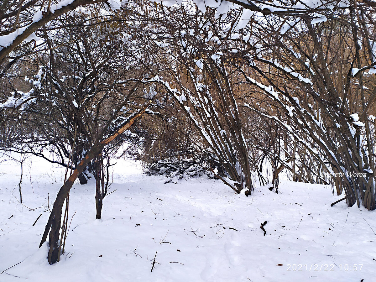 Полянка в низине оврага Сушкова