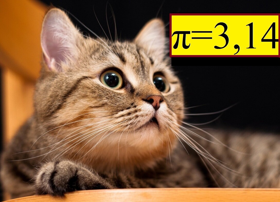  Использована фотография кота от memberx