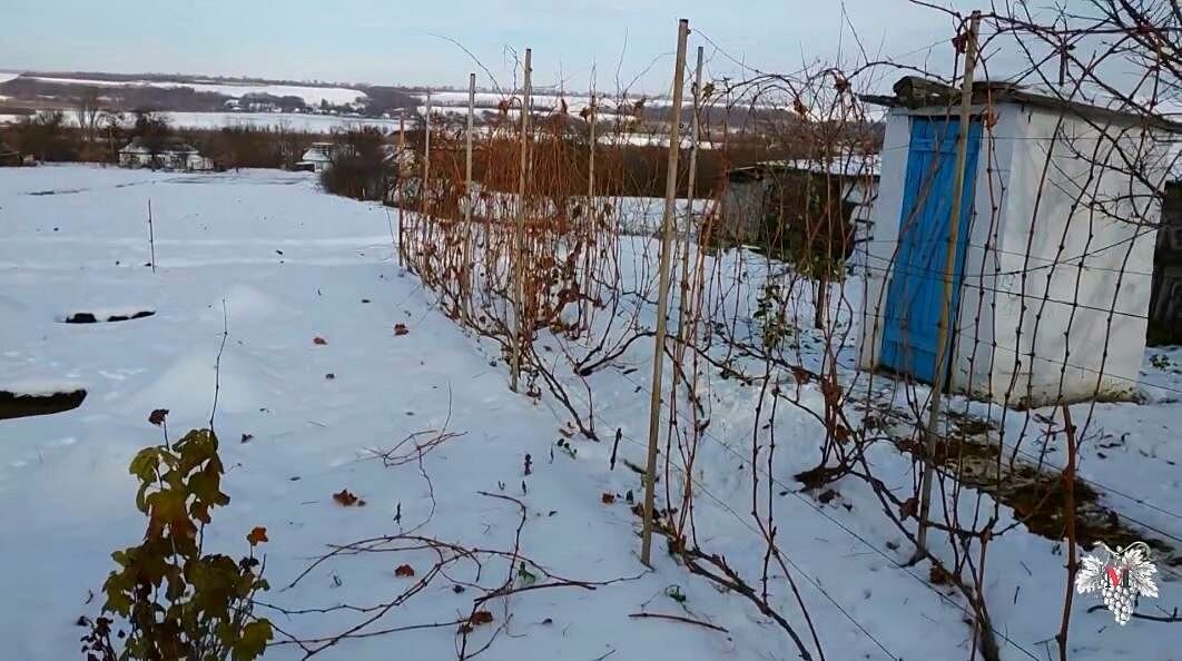 Обрезка и экстремальное укрытие винограда на зиму