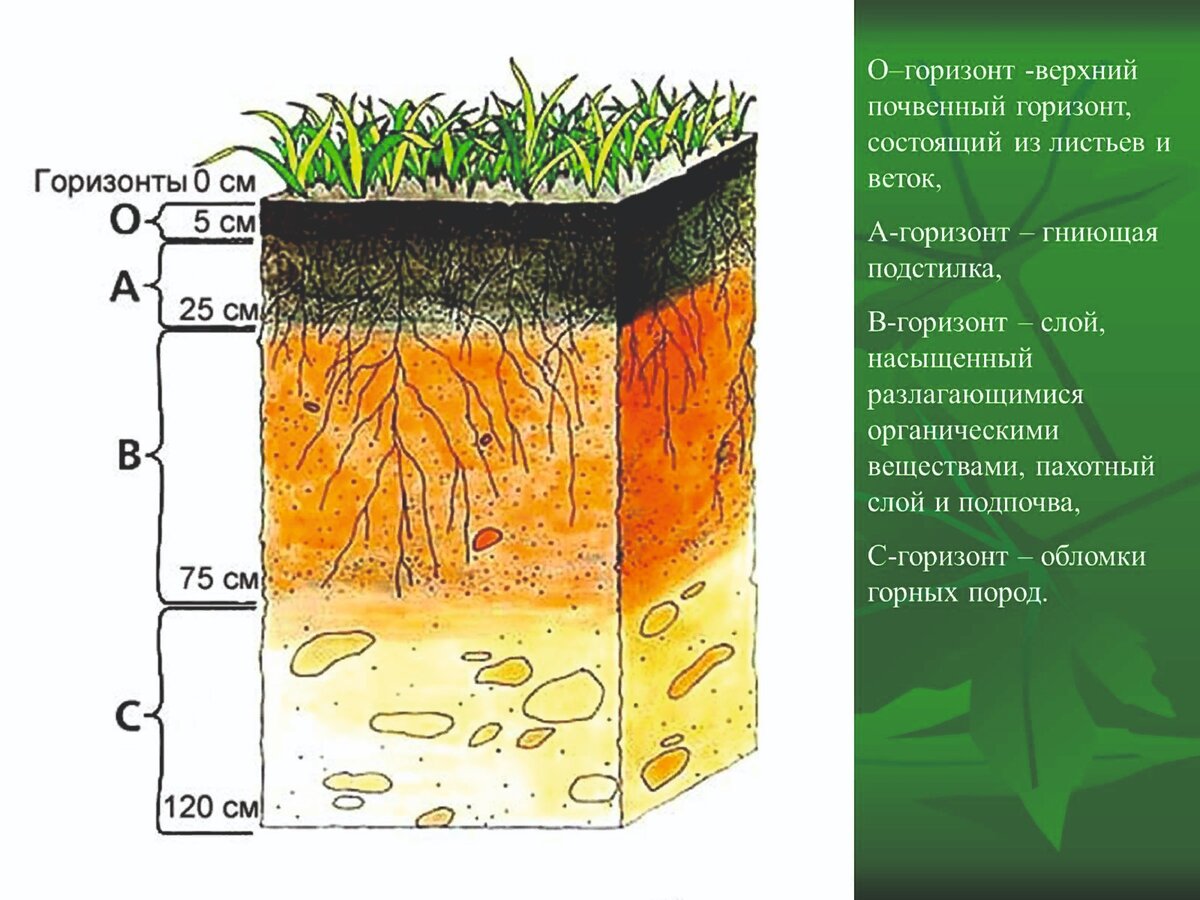 Строение почвы подвесные горезонты