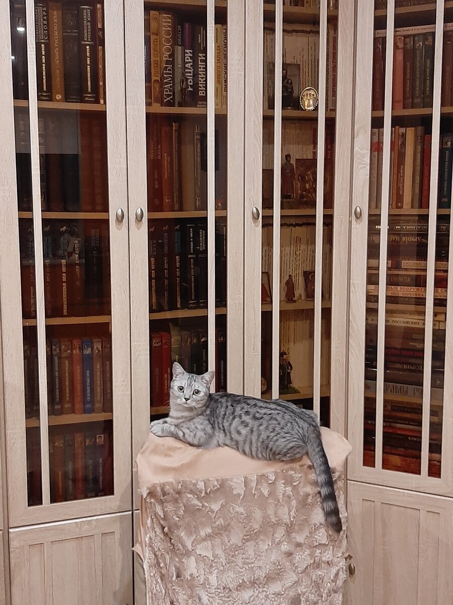Наша кошка.
