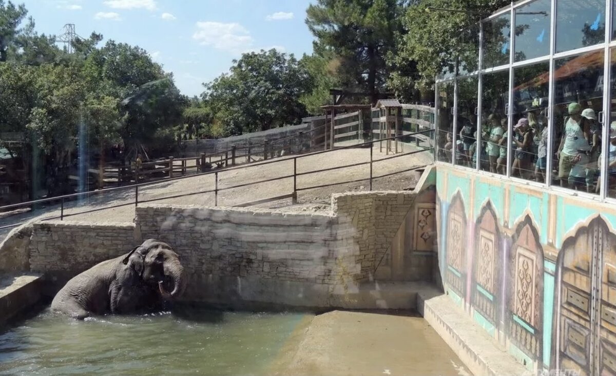 Слониха Чани в собственном бассейне Сафари-парка
