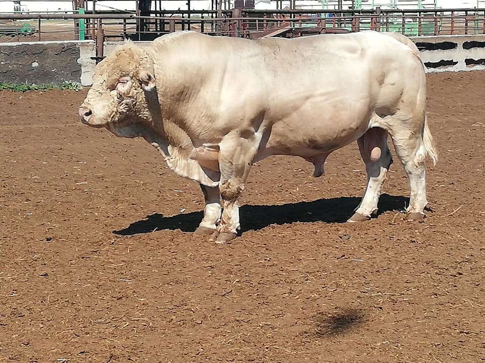 Бык-производитель аулиекольской породы.