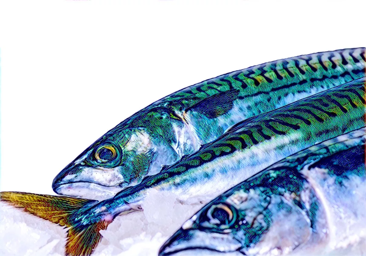 Скумбрия вид рыбы. Атлантическая макрель. Скумбрия Mackerel. Святая макрель. Узкополосая макрель