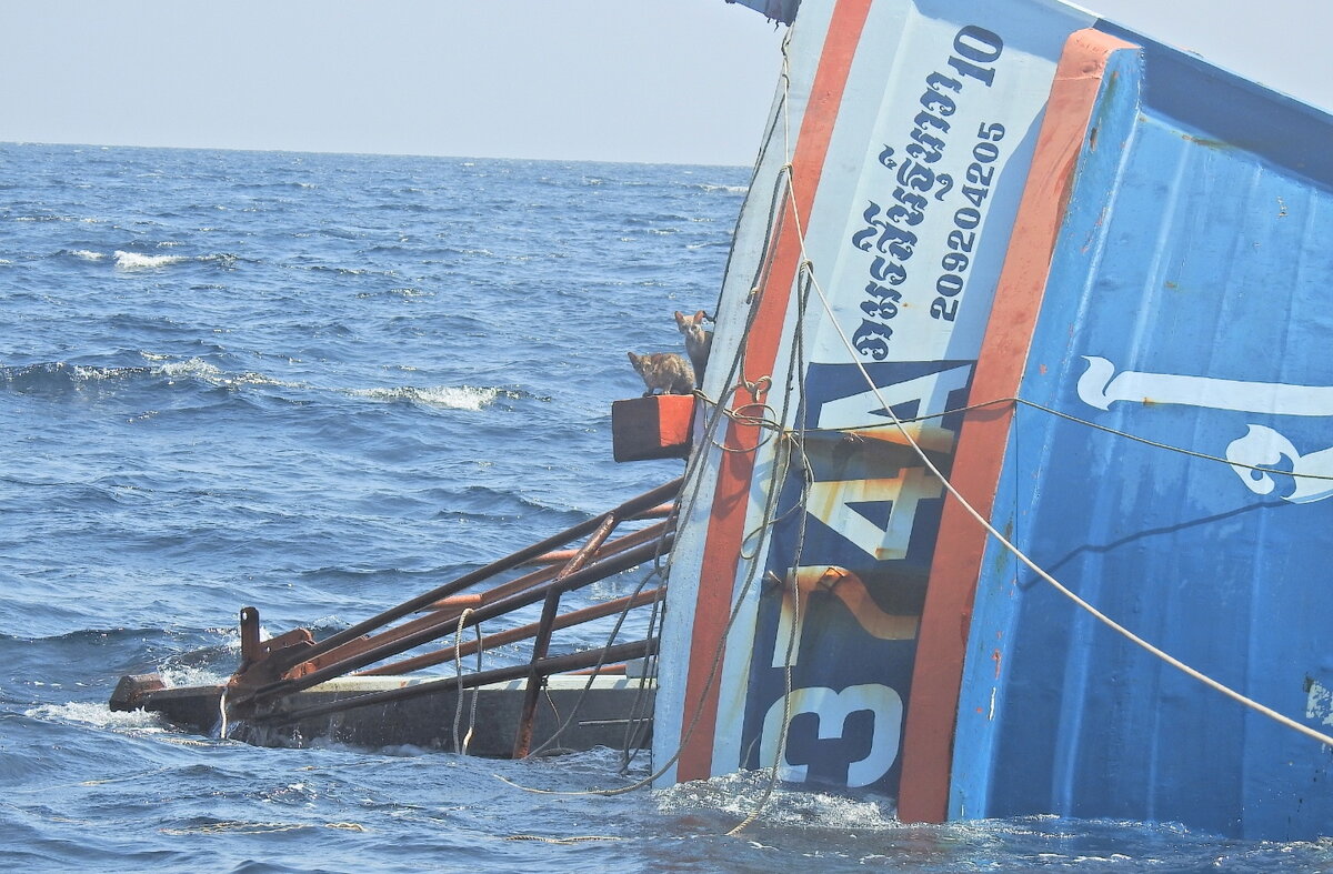 Выглядывают... фото - https://gcaptain.com/thai-navy-scrambles-to-save-cats-from-sinking-ship-photos/