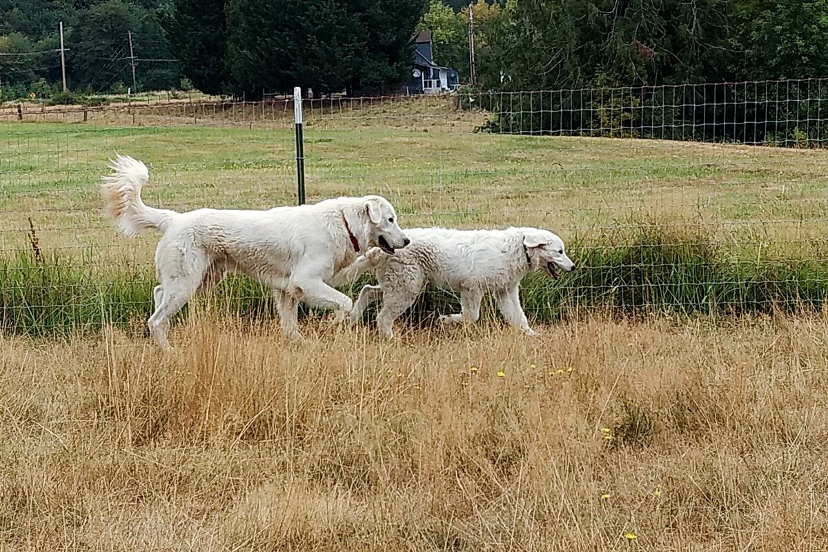Мареммо-абруццкая овчарка: 6 фактов о крупной сторожевой породе из ...