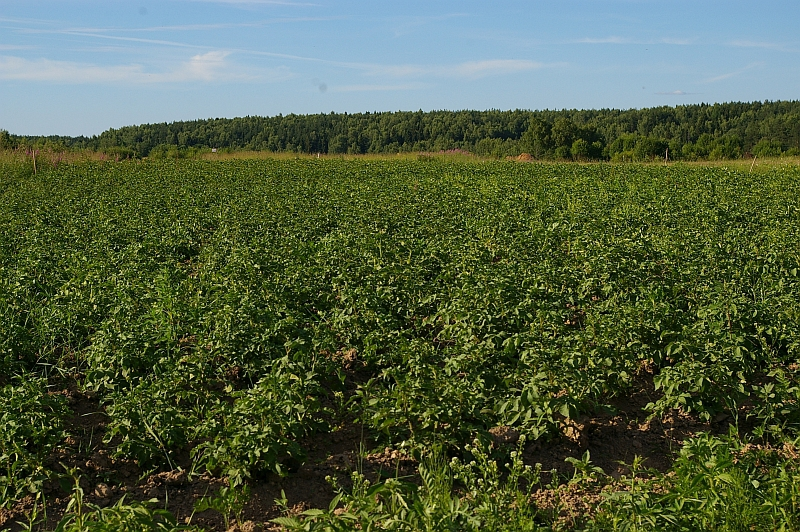 Картофельное поле в ДПК Дарьино