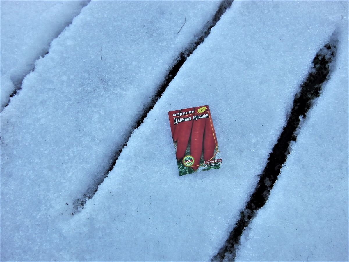 Посев моркови в марте. Фото автора