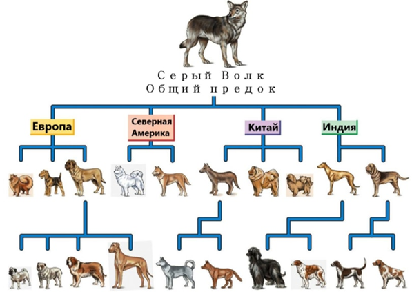 породы животных селекция примеры | Дзен