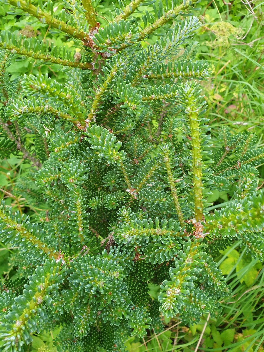 Abies koreana Blue Standard