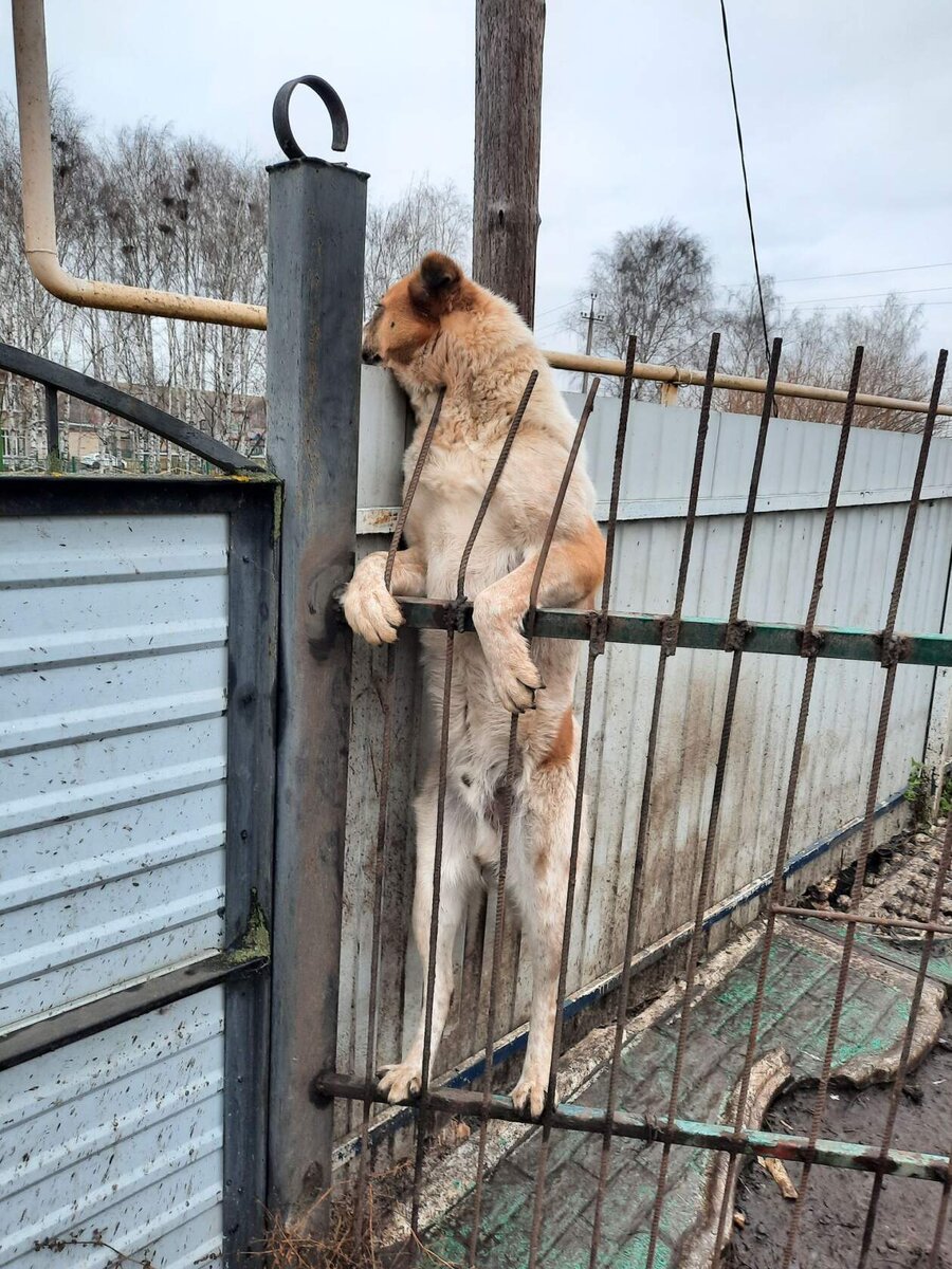 вот так проверяет гостей
