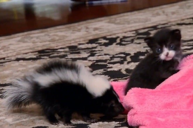 Котенок и скунс. Источник фото: https://superpu.ru/pozitiv/znaya-chto-takoe-odinochestvo-kotenok-prishel-na-pomoshh-drugomu-zhivomu-sushhestvu.html