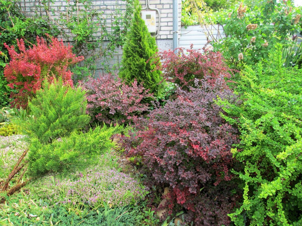 08.05.2018. Это клумба с барбарисами на входе во двор.  Здесь растут самые разные сорта барбарисов  - "Оранж Рокет",  "Атропурпуреа", "Арлекин", "Дартс Ред Леди" и           " Грин Карпет" .