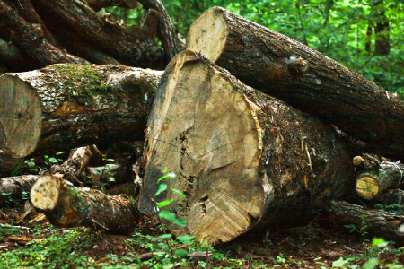 Фото rugrad.eu