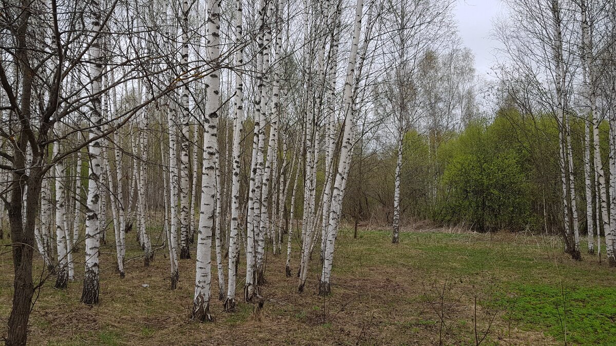 В некоторых местах СНТ, где люди вообще не занимались участками, лес был основательный. Авторское фото, взято из личного архива, на фото разное время года, так как поездка была не одна, а фото было сделано не много