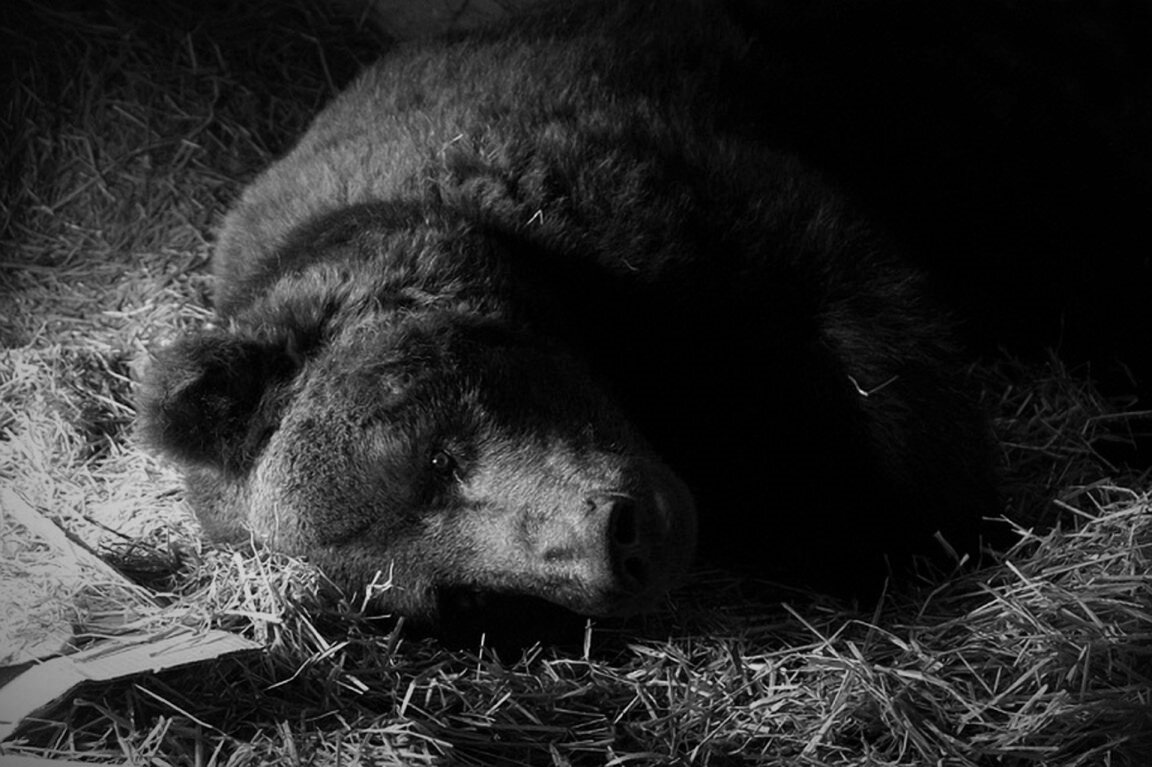 Почему медведь зимой спит. Раз морозною зимой вдоль опушки лесной. Детские новогодние песни