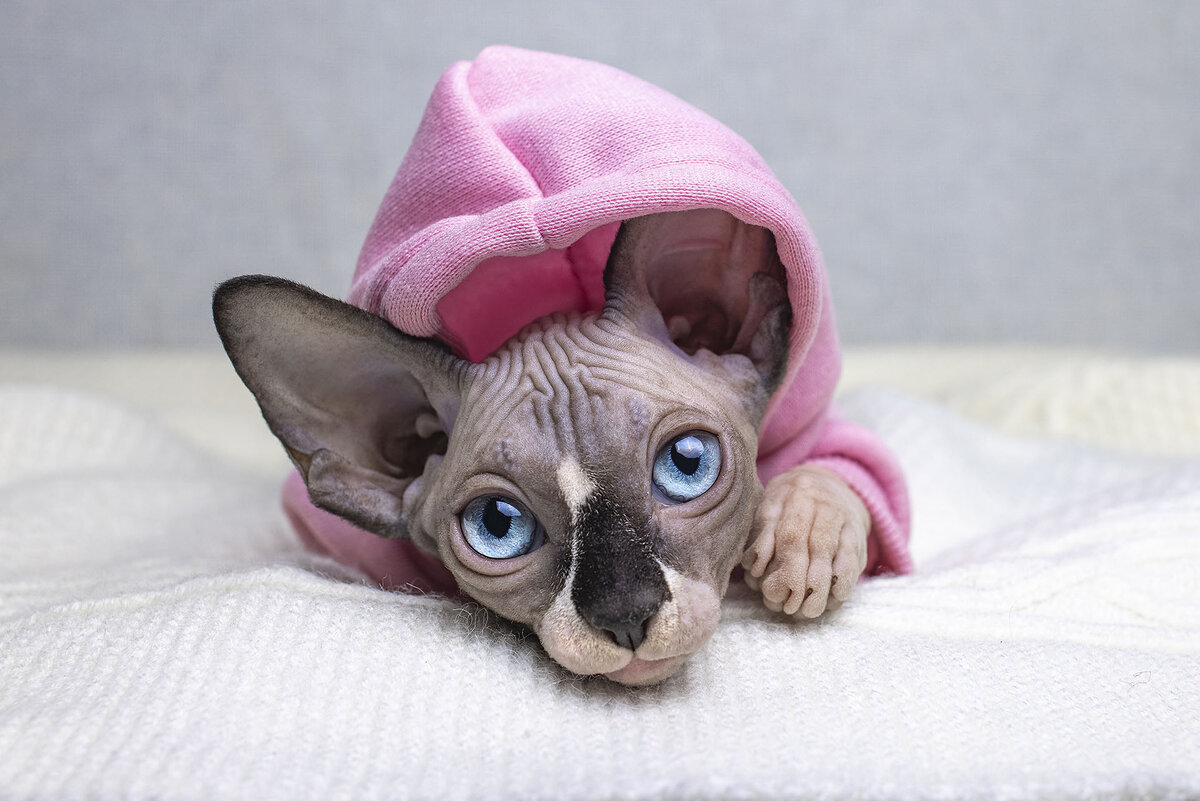 Прекрасный котенок Канадского сфинкса