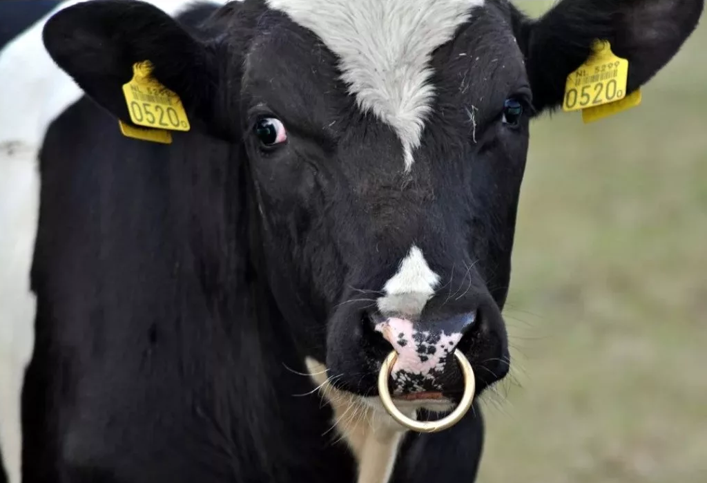 корова с "датчиками"  на ухе