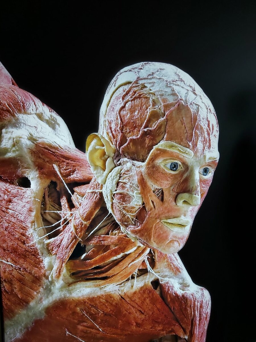 Такое изображение встречает посетителей при входе в главный зал осмотра. Уже впечатляет. Согласитесь? Фото автора статьи