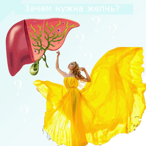 Зачем нужна желчь?