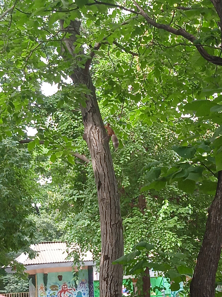 Видали, каков хвост? 