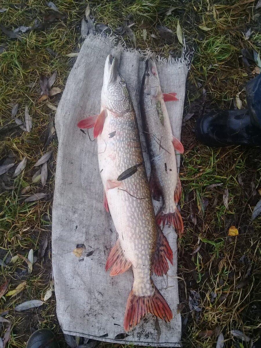 Когда в озере водятся такие монстры, рыбы боятся плавать и выскакивают веером из воды, спасаясь от её огромной пасти с загнутыми вовнутрь зубами.