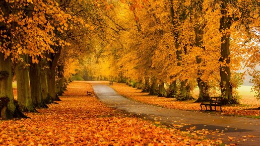 Стильное украшение деревьев: как правильно подобрать и надеть красивый наряд