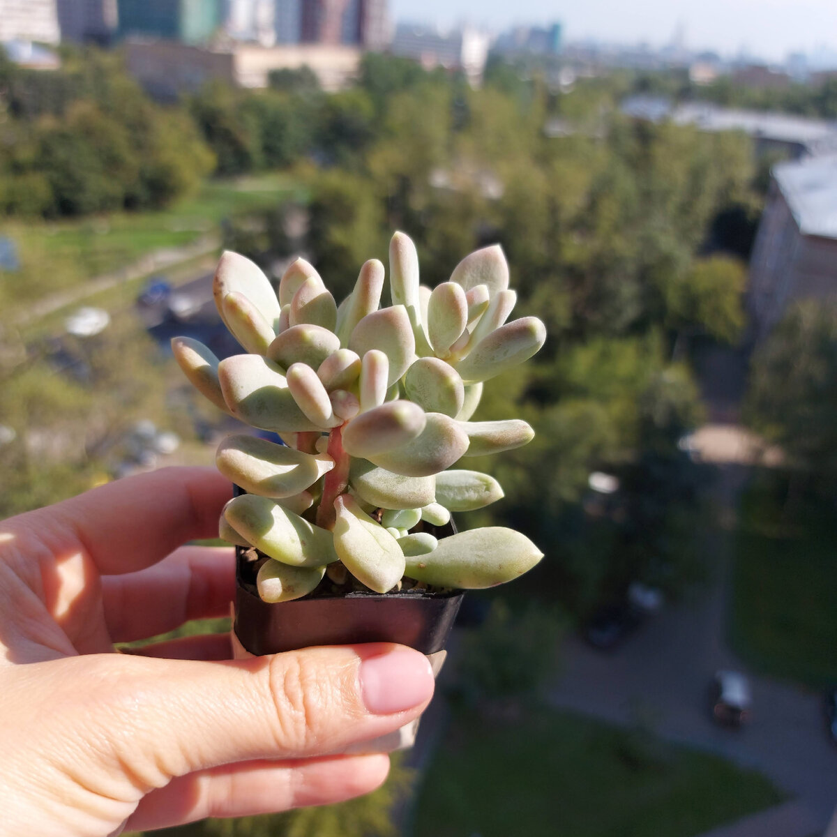 Пахифитум куплен уже вытянутым