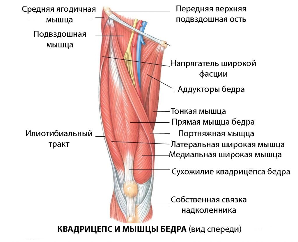 Строение квадрицепса