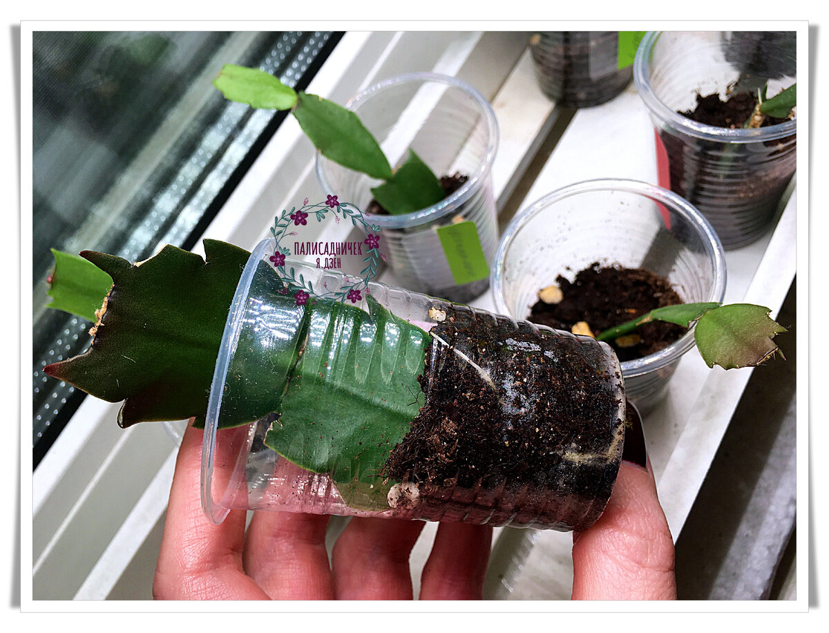 Здесь, кстати, для примера покажу черенки декабристов, укоренённые 10 октября, то есть, две с половиной недели назад. Как видите, уже отличные корни появились! Листайте, пожалуйста. ⏩⏩