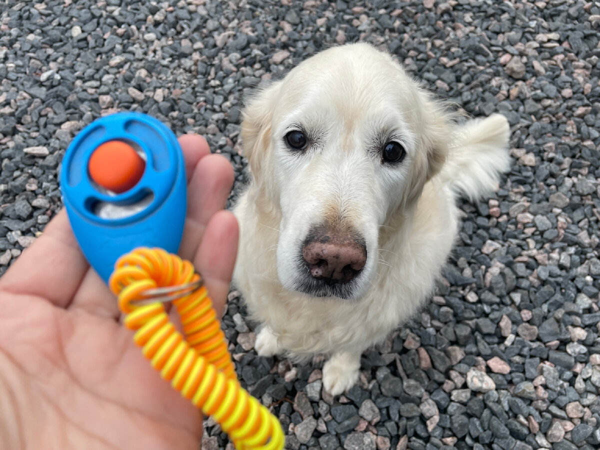 Кликер удобен для обучения, как трюкам, так и бытовым командам.