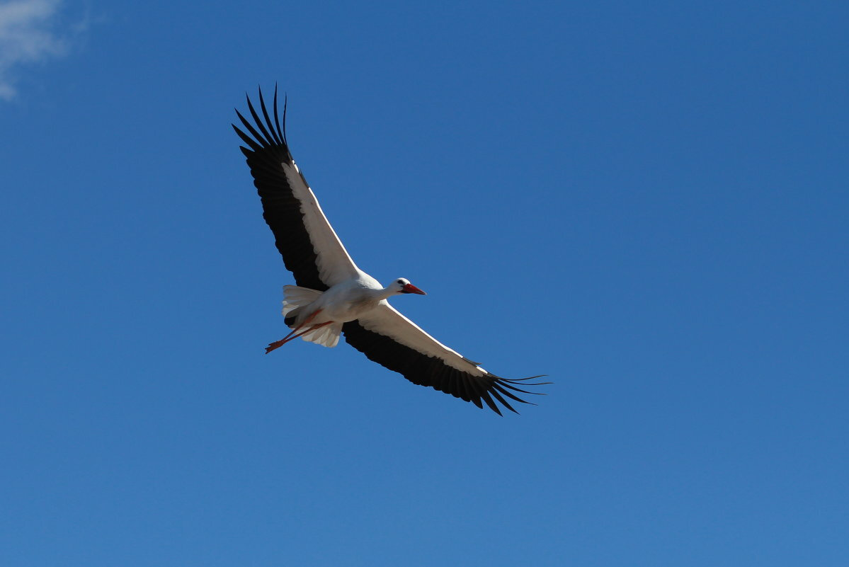 Яндекс.Картинки